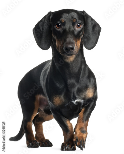 Dachshund, 1 year old, standing in front of white background