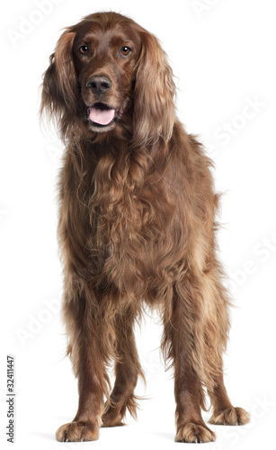 Irish Setter, 5 years old, panting in front of white background