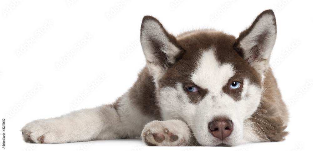 Siberian Husky puppy, 5 months old, lying