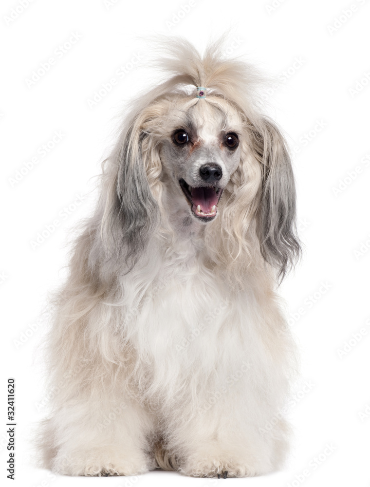 Chinese Crested Dog, 3 years old, in front of white background Chinese Crested Dog, 3 years old, in front of white background
