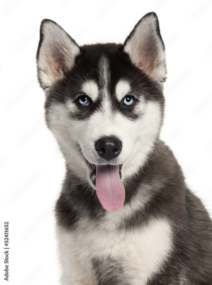 Close-up of Siberian Husky puppy, 4 months old, in front of whit Close-up of Siberian Husky puppy, 4 months old, in front of whit
