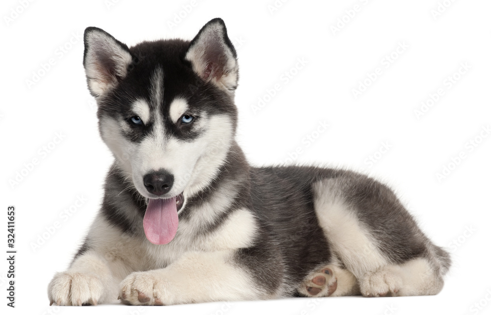 Siberian Husky puppy, 4 months old, lying