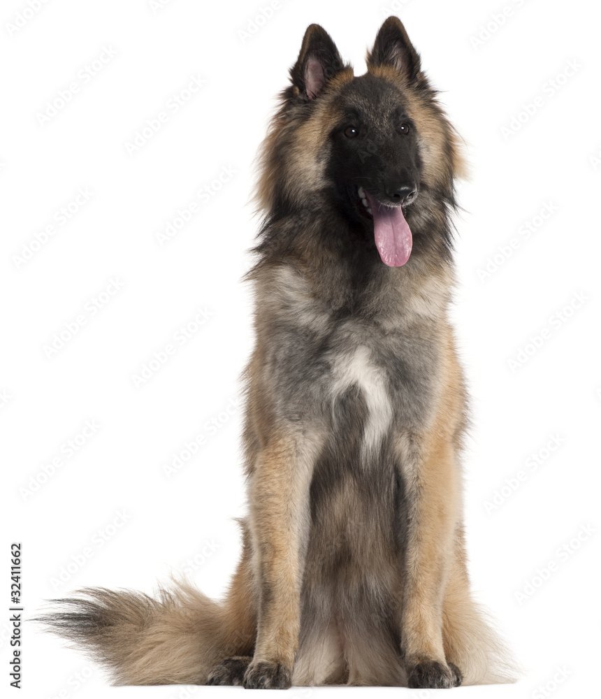 Belgian Shepherd, Tervuren, 10 months old, sitting Belgian Shepherd, Tervuren, 10 months old, sitting