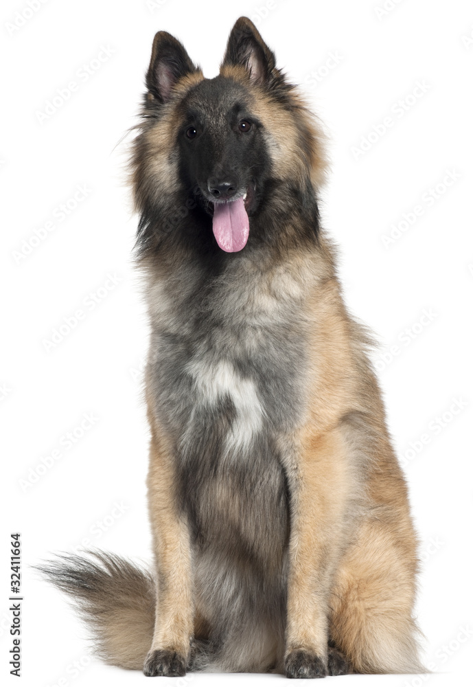 Belgian Shepherd, Tervuren, 10 months old, sitting Belgian Shepherd, Tervuren, 10 months old, sitting