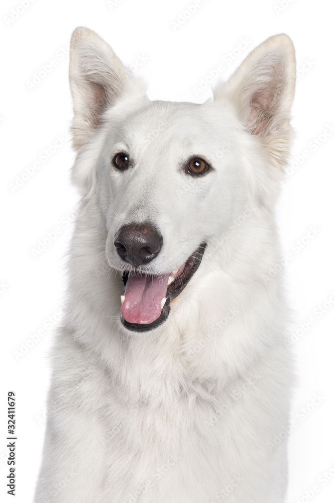Close-up of Berger Blanc Suisse, 2 years old,