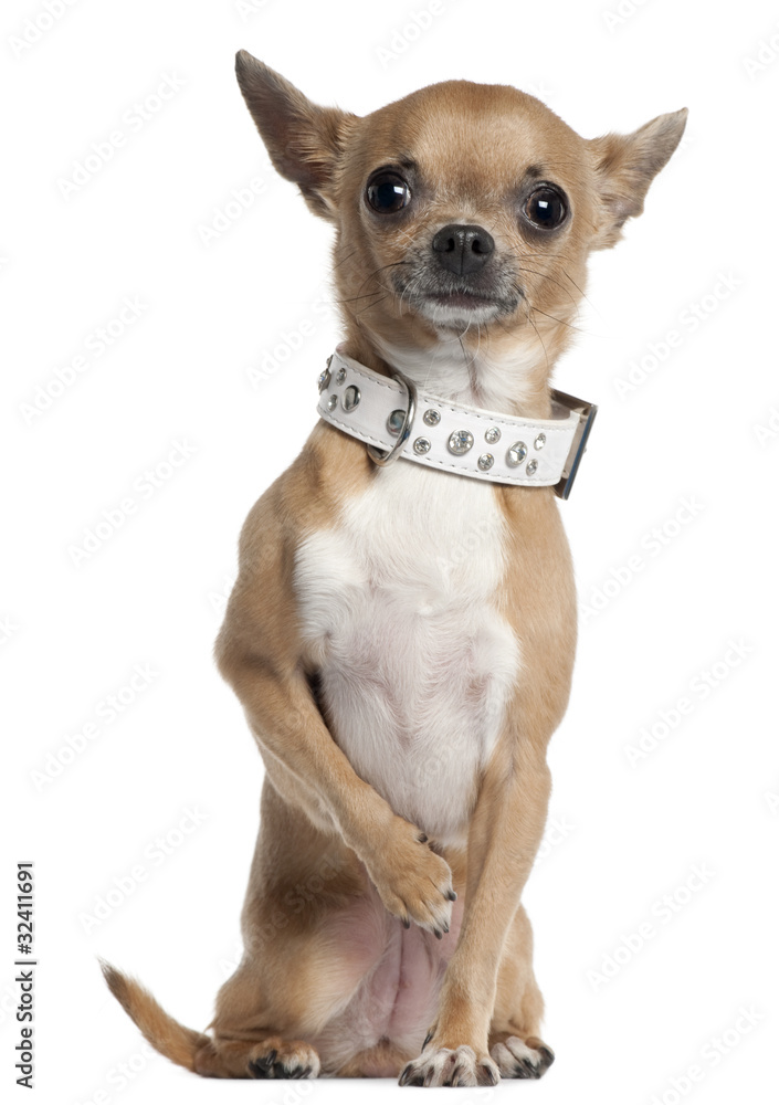 Chihuahua wearing collar, 2 and a half years old, sitting