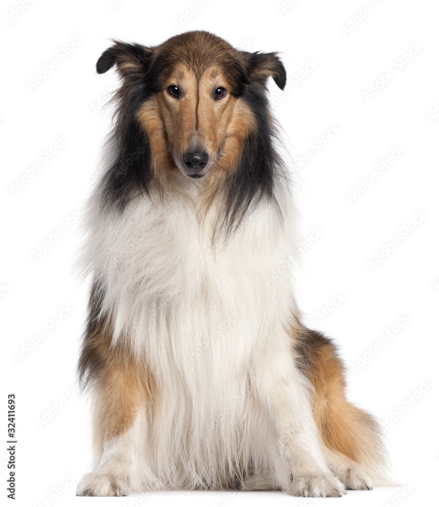 Scotch Collie, 5 years old, sitting in front of white background