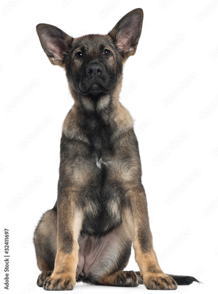 German Shepherd puppy, 3 months old