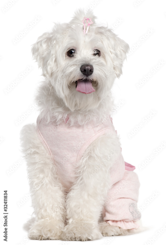 Maltese wearing pink, 3 years old Maltese wearing pink, 3 years old
