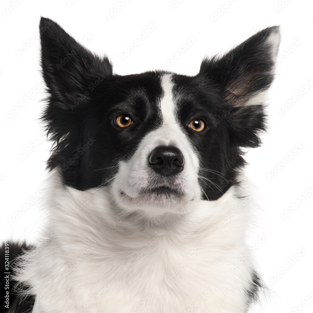 Close-up of Border Collie, 3 years old