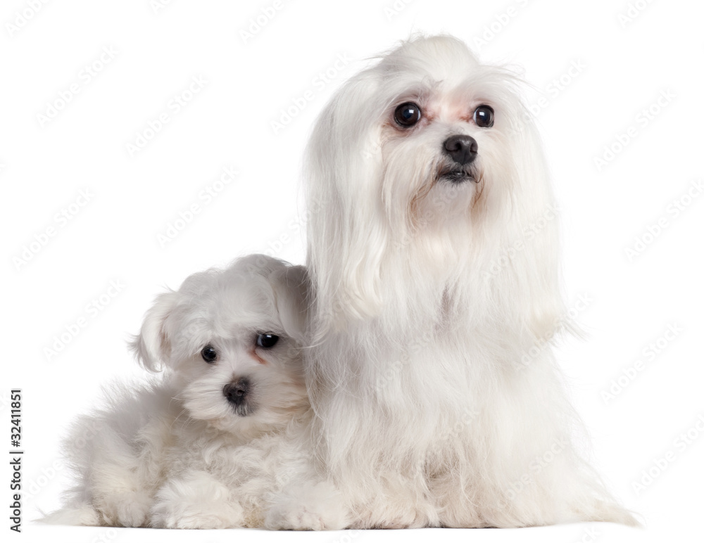 Maltese, 9 years old, and Maltese puppy, 3 months old, in front Maltese, 9 years old, and Maltese puppy, 3 months old, in front