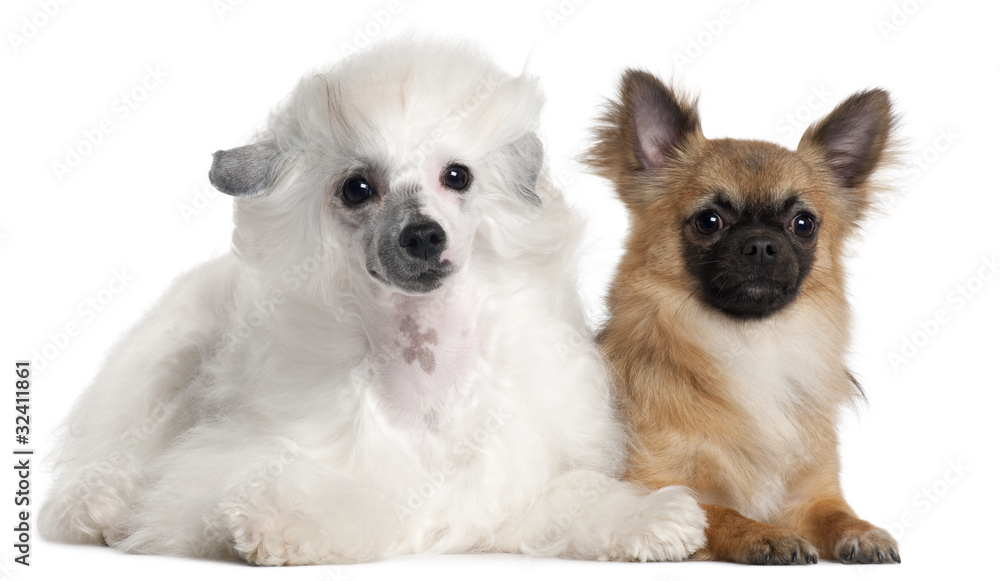 Chihuahua, 1 year old, and Chinese Crested Dog, 1 year old,