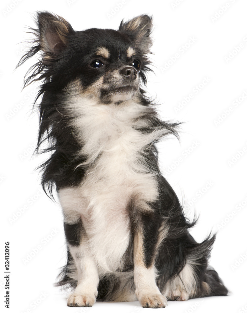 Chihuahua, 5 years old, sitting Chihuahua, 5 years old, sitting