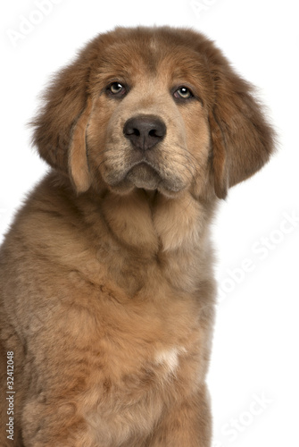 Fototapeta Naklejka Na Ścianę i Meble -  Close-up of Tibetan Mastiff puppy, 3 months old