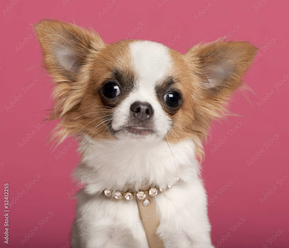Close-up of Chihuahua wearing diamond collar, 7 months old