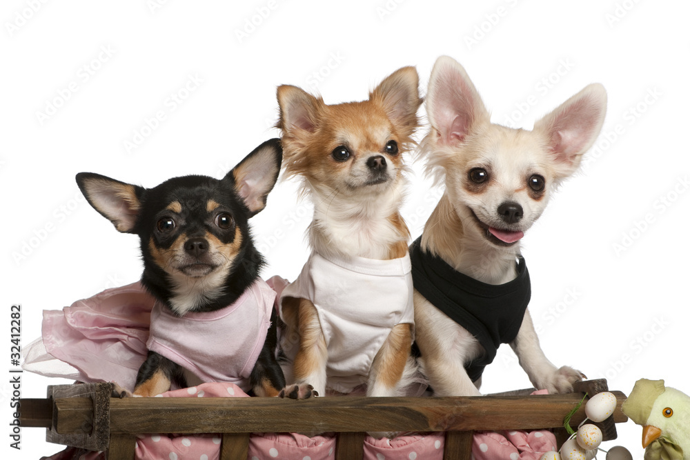 Three Chihuahuas, 1 year old, 8 months old, and 5 months old