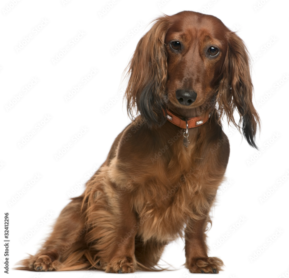 Dachshund, 2 years old, sitting in front of white background