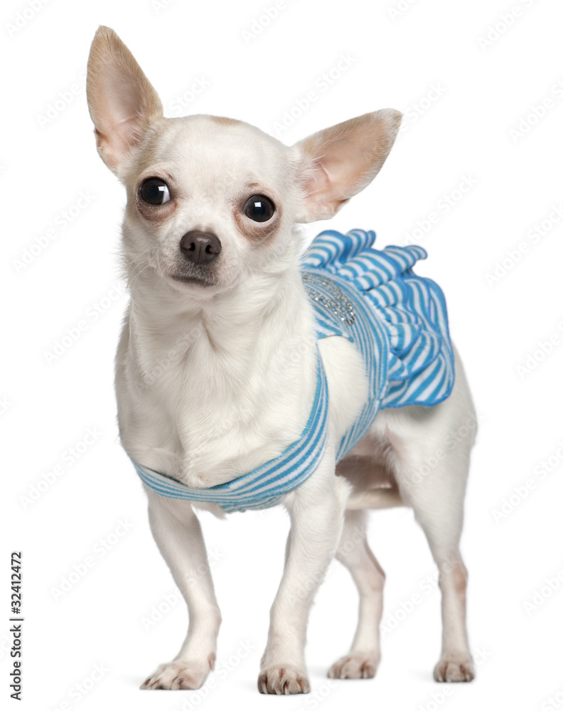 Chihuahua, 1 year old, wearing blue striped dress and standing