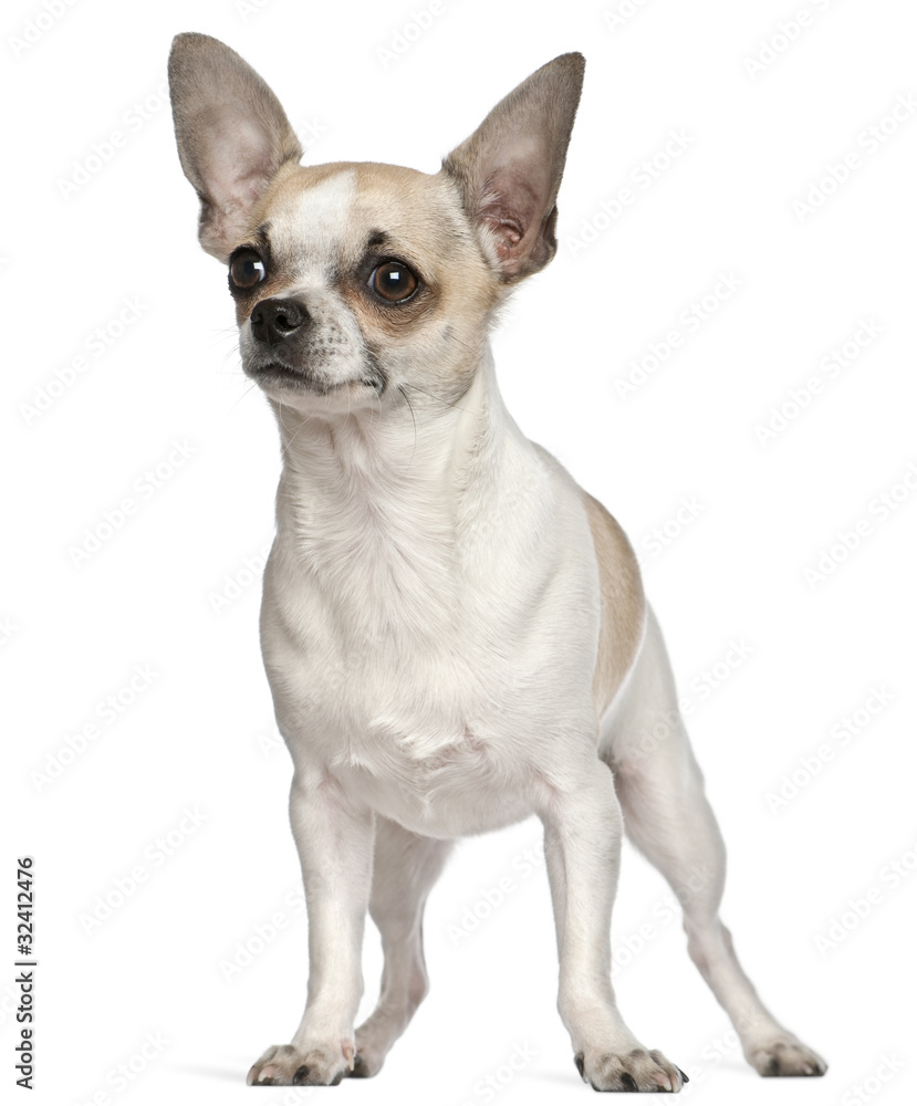 Chihuahua, 9 months old, standing in front of white background