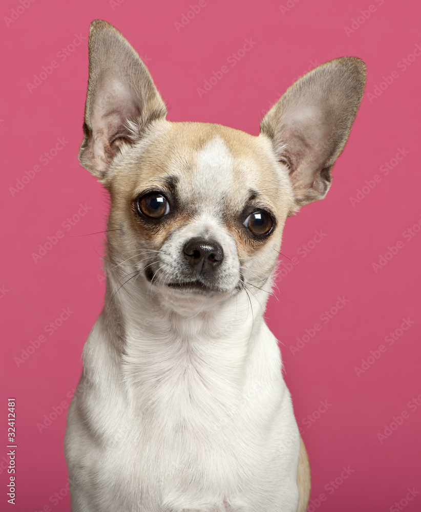 Close-up of Chihuahua, 9 months old Close-up of Chihuahua, 9 months old
