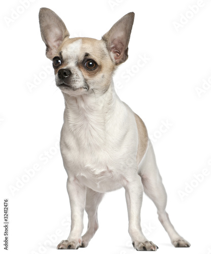 Chihuahua  9 months old  standing in front of white background