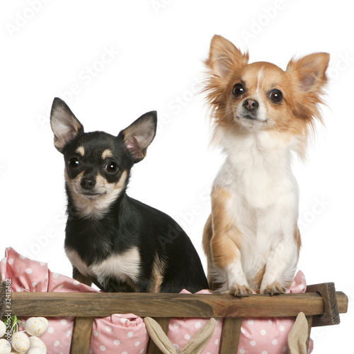 Chihuahuas, 14 months old, sitting in dog bed wagon in front of