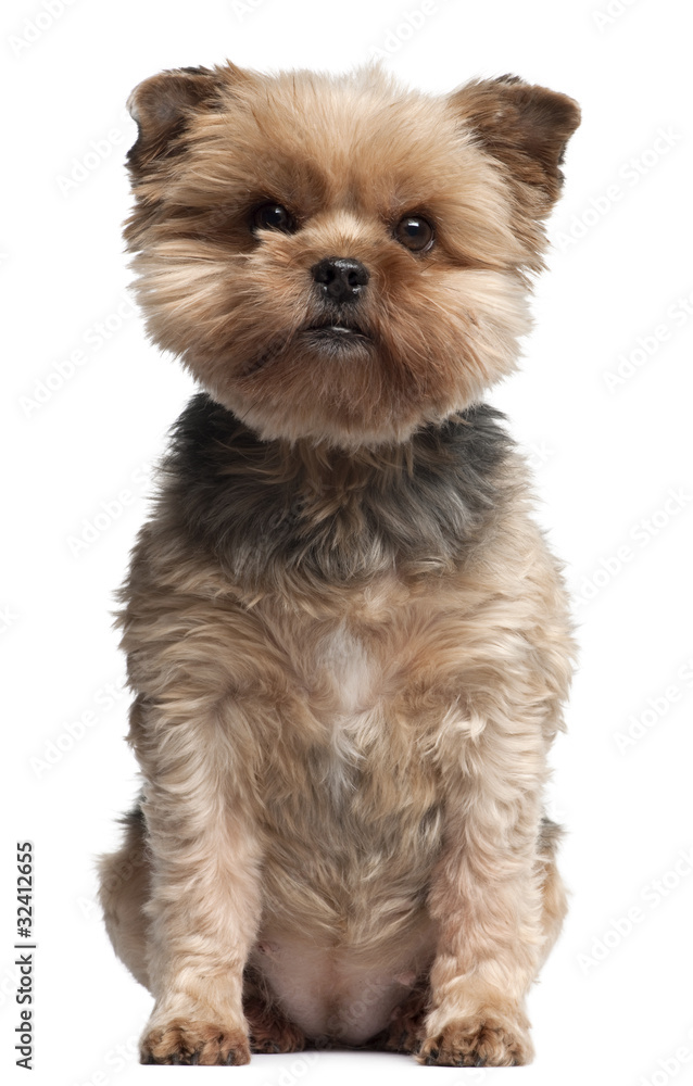 Yorkshire Terrier, 7 years old, sitting Yorkshire Terrier, 7 years old, sitting