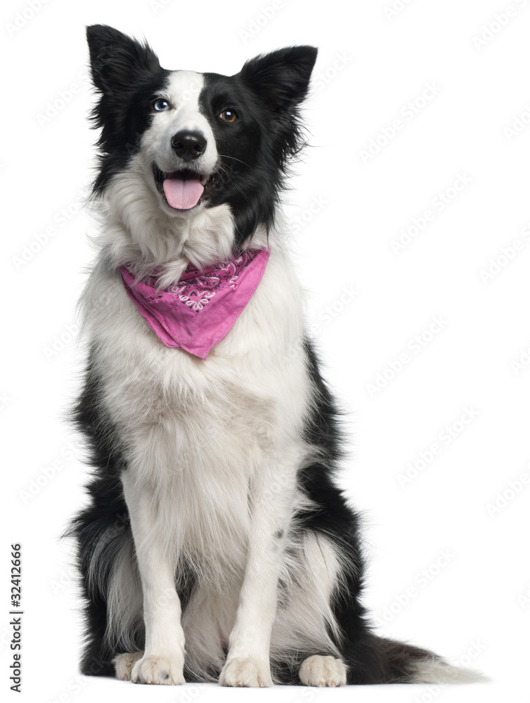 Border Collie wearing pink handkerchief, 2 years old,