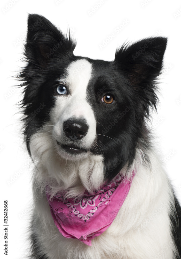 Close-up of Border Collie wearing pink handkerchief, 2 years old
