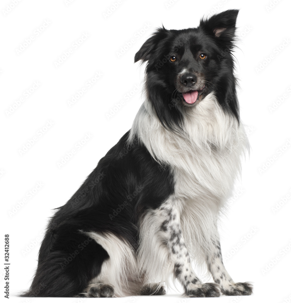 Border Collie, 3 and a half years old, sitting