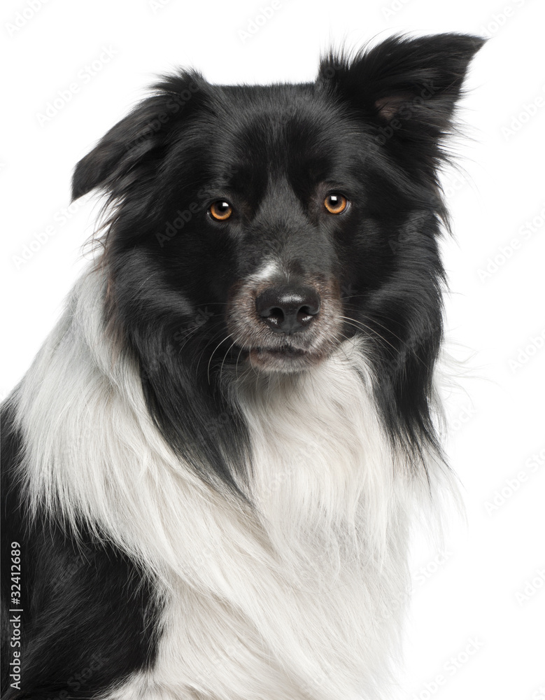 Close-up of Border Collie, 3 and a half years old