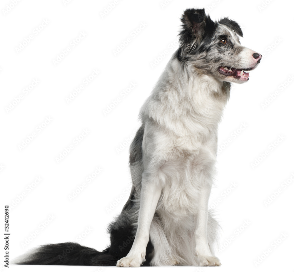 Border Collie, 11 months old, sitting Border Collie, 11 months old, sitting