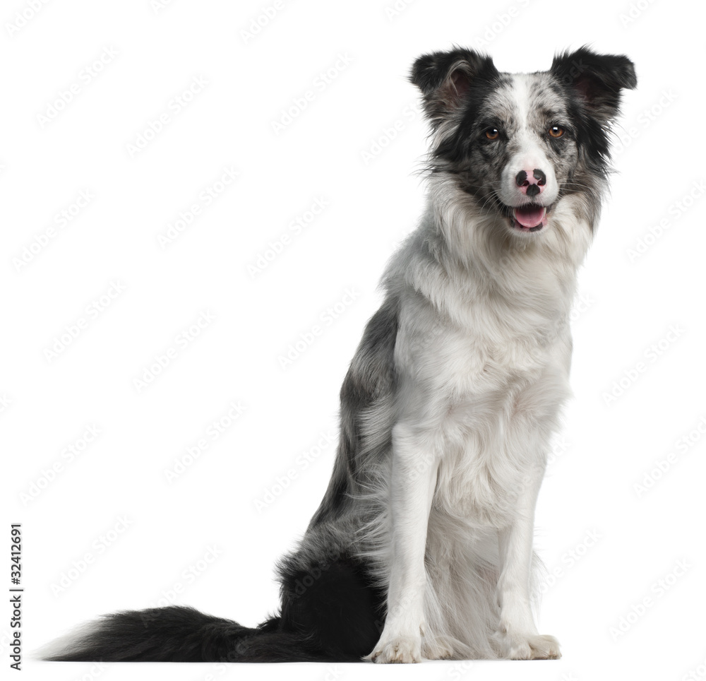 Fototapeta premium Border Collie, 11 months old, sitting