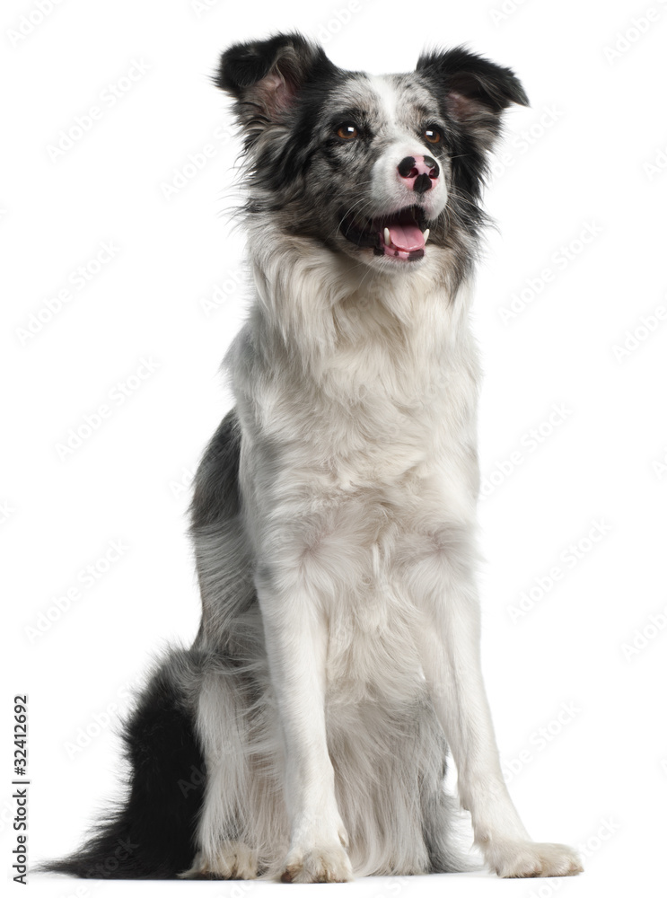 Fototapeta premium Border Collie, 11 months old, sitting