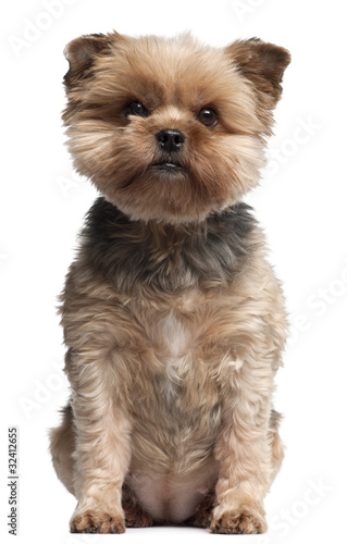 Yorkshire Terrier, 7 years old, sitting