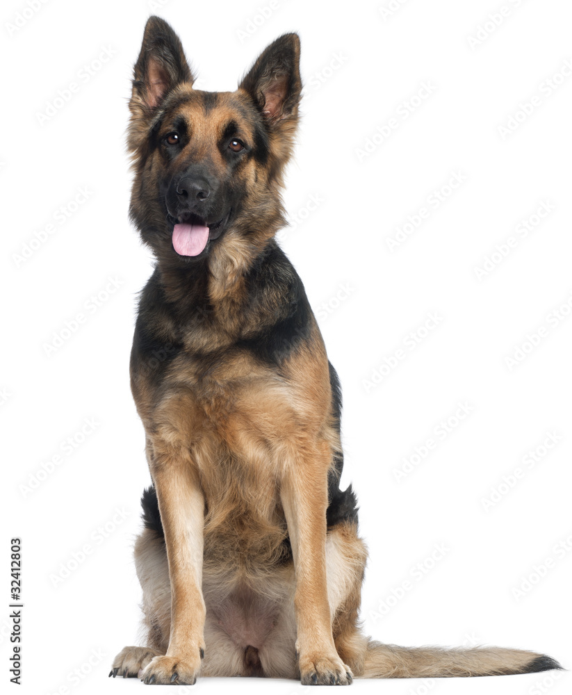 German Shepherd Dog, 2 years old,