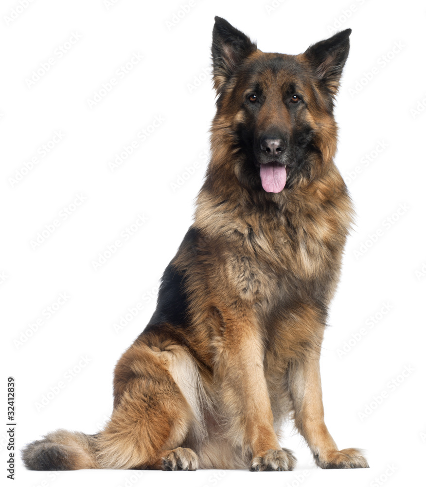 German Shepherd Dog, 4 years old German Shepherd Dog, 4 years old