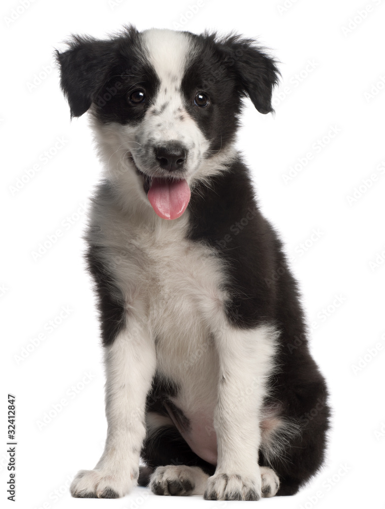 Border Collie puppy, 3 months old, sitting in front of white bac