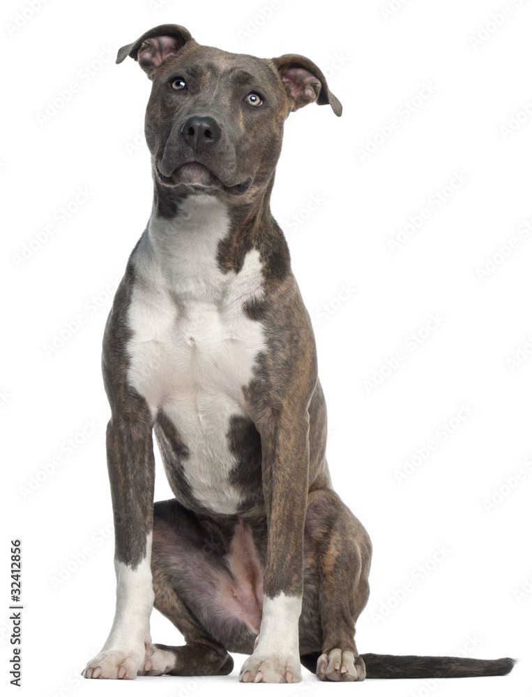 American Staffordshire Terrier, 8 months old,