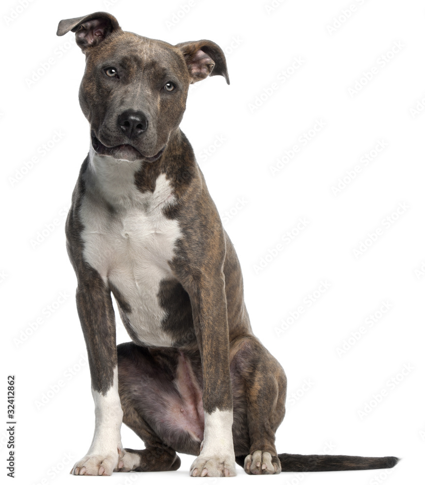 American Staffordshire Terrier, 8 months old, sitting American Staffordshire Terrier, 8 months old, sitting