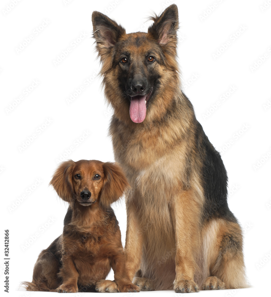 Dachshund, 8 years old, and German Shepherd Dog, 2 and a half ye Dachshund, 8 years old, and German Shepherd Dog, 2 and a half ye