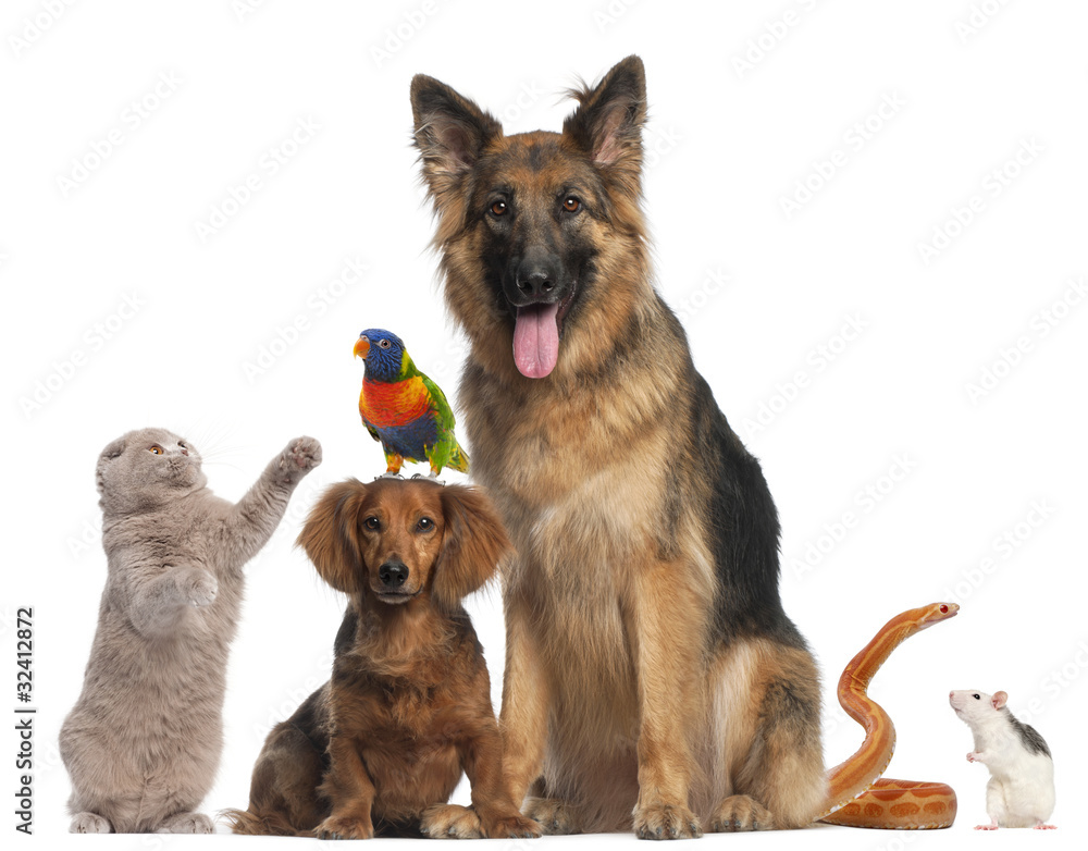 Group of animals in front of white background