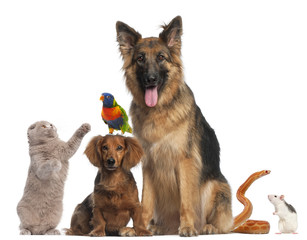 Group of animals in front of white background