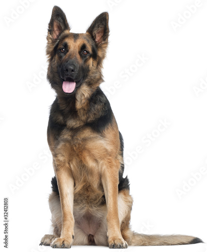 German Shepherd Dog, 2 years old,