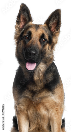 Close-up of German Shepherd Dog, 2 years old