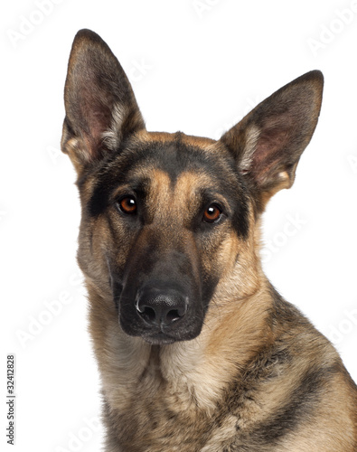 Close-up of German Shepherd Dog, 2 and a half years old