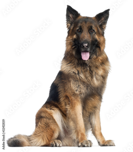 German Shepherd Dog, 4 years old