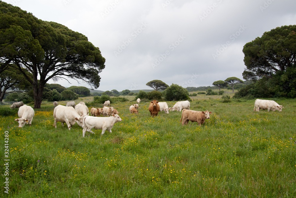 Obraz premium Cow herd