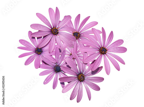 osteospermum Dimorphotheca © hcast