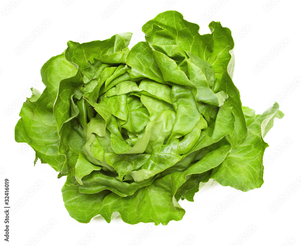 lettuce on white background lettuce on white background